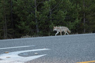 Yellowstone Ulusal Parkı 'nda tek başına dolaşan bir çakal.