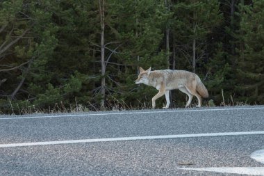 Yellowstone Ulusal Parkı 'nda tek başına dolaşan bir çakal.