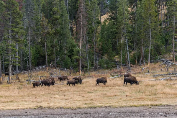 Buffalo Herd Grazing Yellowstone National Park Usa — Stock Photo, Image