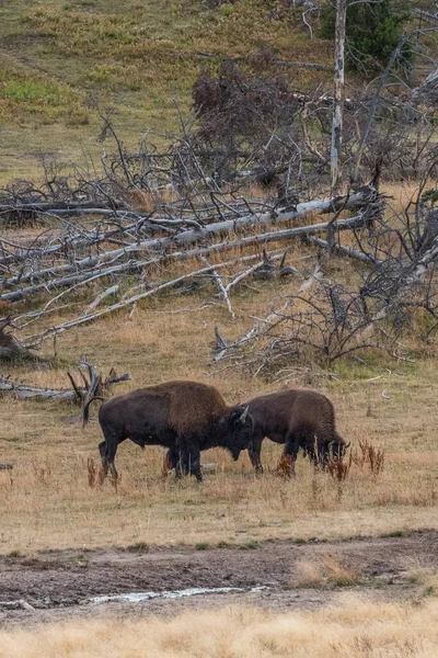 Dva Buvoli Bojující Yellowstonském Národním Parku Usa — Stock fotografie