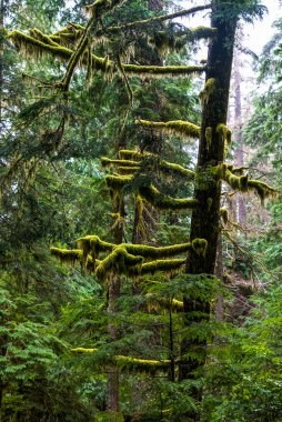 Yağmur Ormanları Rainier Dağı Ulusal Parkı, ABD