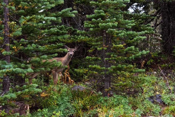 Ciervo Mirando Entrometido Cámara Bosque Rainier — Foto de Stock