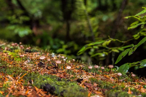 Rainforest Mount Rainier National Park Usa — Foto Stock