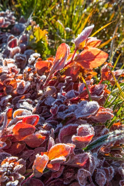 Frozen Plants Morning Mount Rainier Usa — ストック写真