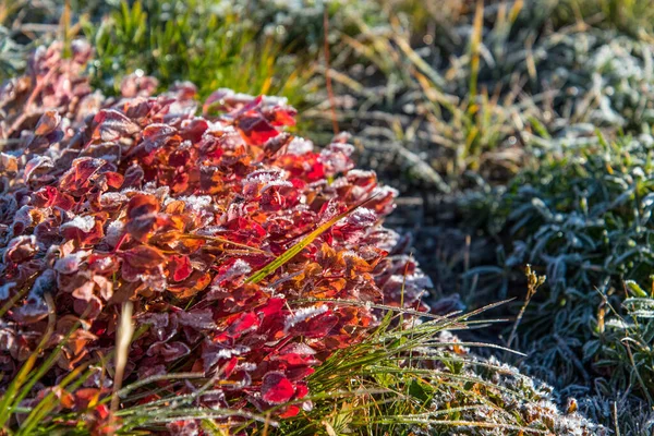 Frozen Plants Morning Mount Rainier Usa — Stock fotografie