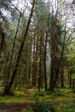 Olimpiyat Ulusal Parkı 'ndaki mistik yağmur ormanları, Washington Eyaleti, ABD