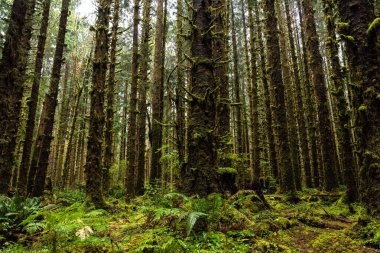 Olimpiyat Ulusal Parkı 'ndaki mistik yağmur ormanları, Washington Eyaleti, ABD