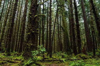 Olimpiyat Ulusal Parkı 'ndaki mistik yağmur ormanları, Washington Eyaleti, ABD