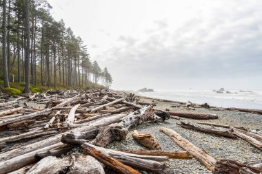 Pasifik kıyısındaki ünlü Ruby Sahili, Olympic National Park, ABD