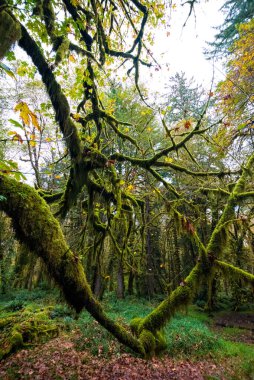 ABD 'nin Washington eyaletindeki Olimpiyat Ulusal Parkı' nda manzara yağmur ormanı