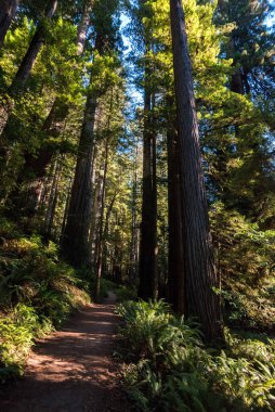 ABD 'deki Redwood Ulusal Parkı' ndaki dev Sequoia ağaçlarının arasında yürüyüş.