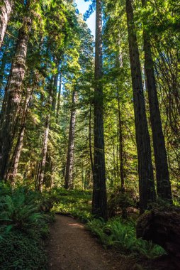 ABD 'deki Redwood Ulusal Parkı' ndaki dev Sequoia ağaçlarının arasında yürüyüş.