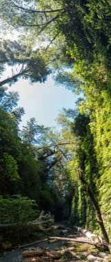 California 'nın batı kıyısındaki güzel Fern Kanyonu, Redwood Ulusal Parkı, ABD