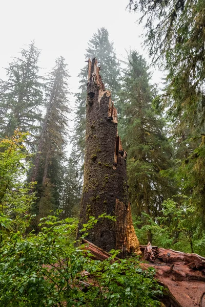 Mystic Rainforest Olympic National Park Washington State Usa — 스톡 사진