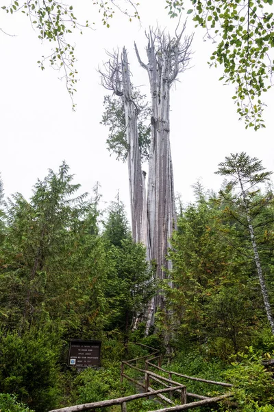 Big Cedar Tree Kalaloch Parque Nacional Olímpico Eua — Fotografia de Stock