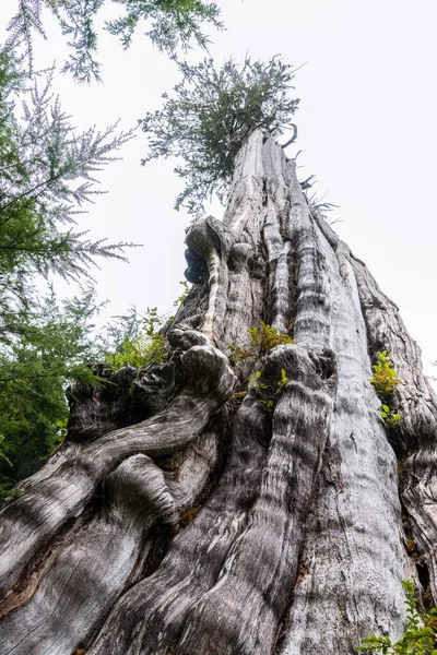 Big Cedar Tree Kalaloch Parque Nacional Olímpico Eua — Fotografia de Stock