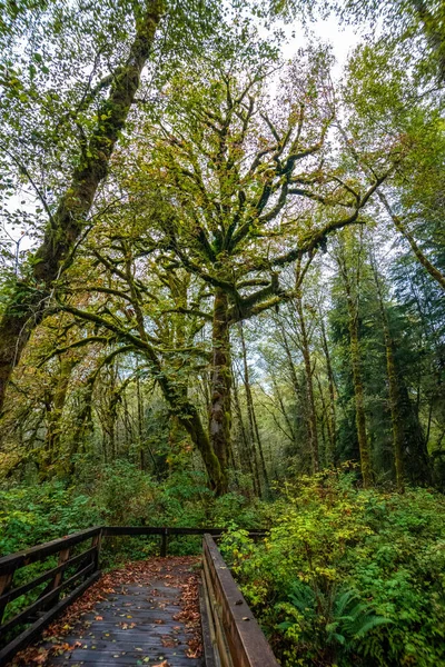 Forêt Tropicale Pittoresque Dans Parc National Olympique État Washington États — Photo