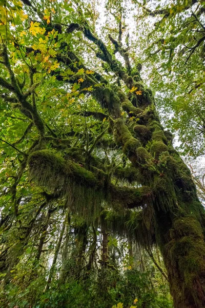 Floresta Tropical Parque Nacional Olímpico Estado Washington Eua — Fotografia de Stock