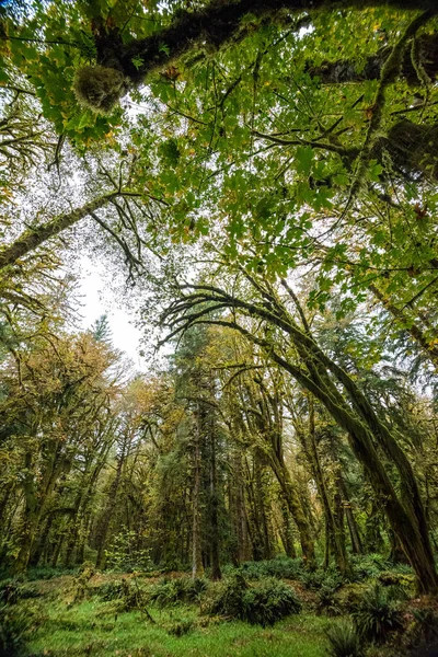 Scenic Rainforest Olympic National Park Washington State Usa — Foto Stock