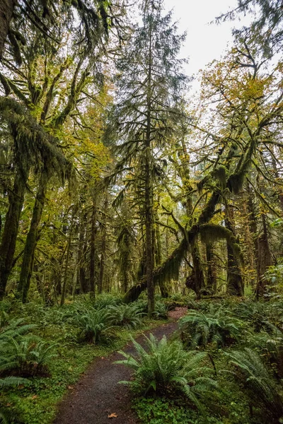 Floresta Tropical Parque Nacional Olímpico Estado Washington Eua — Fotografia de Stock
