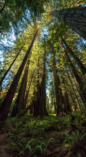 Caminhadas Entre Árvores Gigantes Sequoia Parque Nacional Redwood Eua — Fotografia de Stock