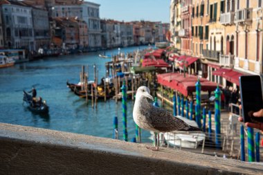 Venedik 'teki Rialto Köprüsü' nden Canal Grande, bir martı pozu, İtalya