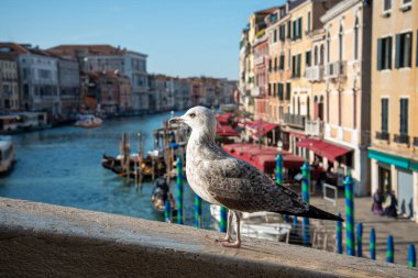 Venedik 'teki Rialto Köprüsü' nden Canal Grande, bir martı pozu, İtalya