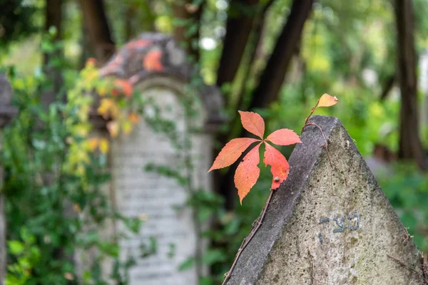 Ένα Κόκκινο Φύλλο Φθινόπωρο Στο Εβραϊκό Νεκροταφείο Στο Νησί Lido — Φωτογραφία Αρχείου