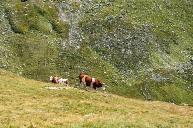 Yüksek Tauern Ulusal Parkı 'nda dağ yürüyüşü sırasında manzaralı alp manzarası. Grossglockner, Avusturya