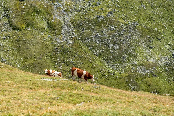 Yüksek Tauern Ulusal Parkı 'nda dağ yürüyüşü sırasında manzaralı alp manzarası. Grossglockner, Avusturya