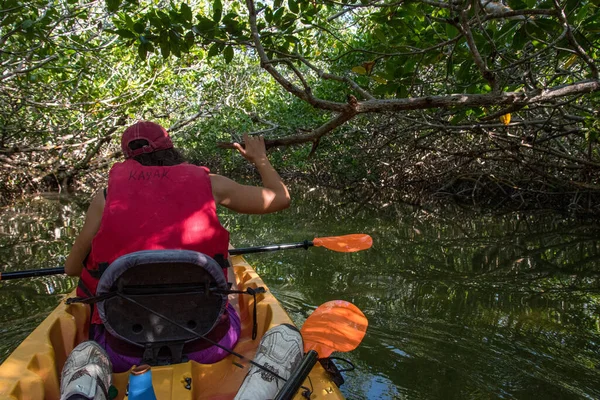 Florida, ABD 'deki Everglades bataklığında kano gezisi.