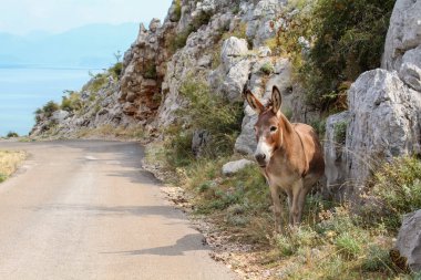 Karadağ 'daki Skadar Gölü manzarasında tek başına bir eşek.
