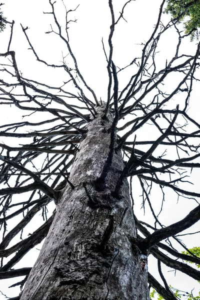 Vecchio Albero Secco Senza Foglie Nelle Alpi Vicino Lenggries Germania — Foto Stock