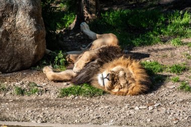 Aslan, Münih, Almanya 'daki Hellabrunn hayvanat bahçesinde huzur içinde uyuyor.