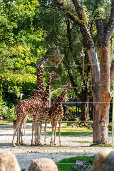 Beautiful Elegant Giraffes Zoo Hellabrunn Munich Germany — Stock Fotó