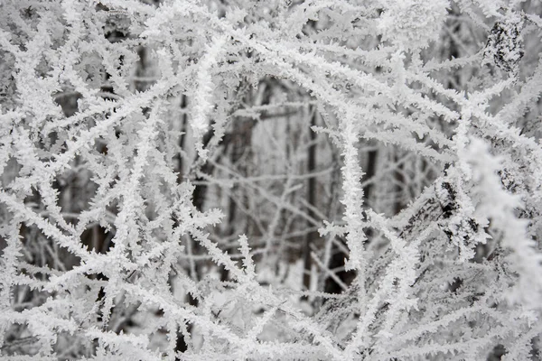 Beautiful Frosty Winter Landscape Wienerwald Austria — стокове фото