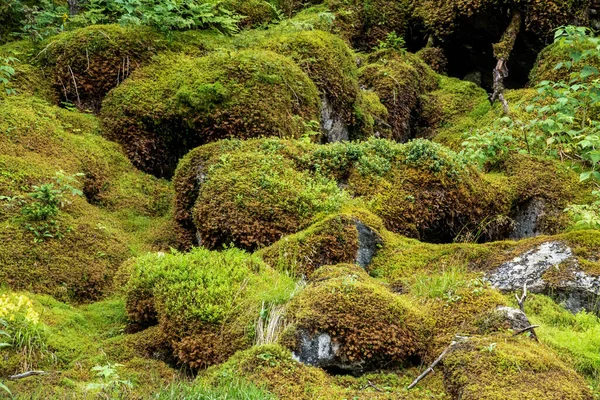 Stones Vegetated Green Moss High Tauern National Park Austria — Fotografia de Stock