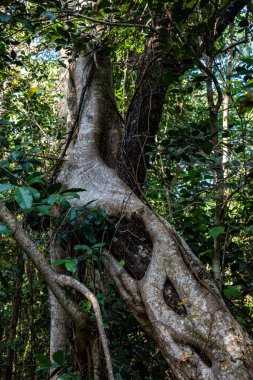 ABD 'nin Florida eyaletindeki Everglades Ulusal Parkı' ndaki Scenci bitki örtüsü