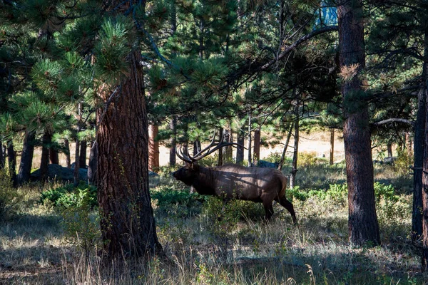 Enorme Toro Ciervo Con Cuernos Altos Bosque Las Montañas Rocosas — Foto de Stock