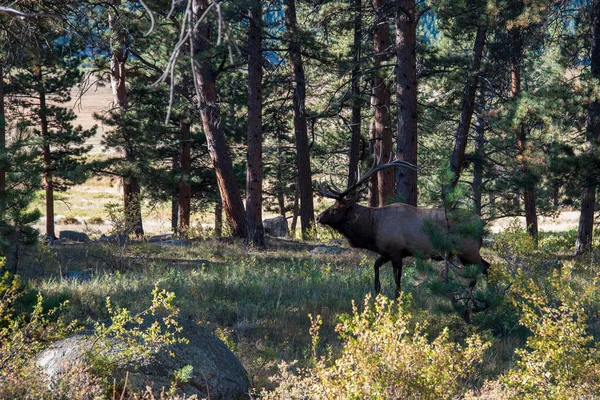 Enorme Toro Ciervo Con Cuernos Altos Bosque Las Montañas Rocosas — Foto de Stock