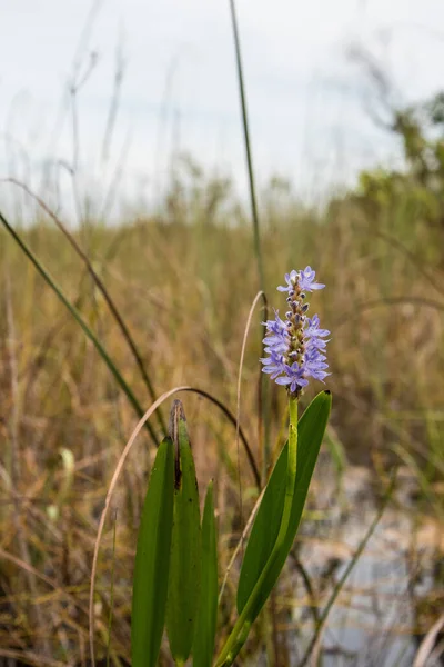 Purple Pickerelweed Everglades Swamp Florida Usa — Foto Stock