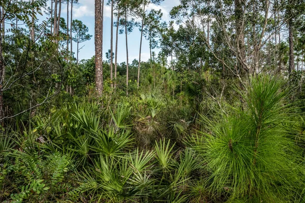 Scenci Vegetation Everglades National Park Florida Usa — Stock Fotó