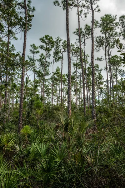 Scenci Vegetation Everglades National Park Florida Usa — Stock Fotó