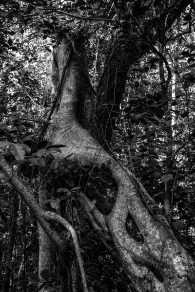 Scenci Vegetation Everglades National Park Florida Usa — 스톡 사진