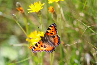 Heliconius Melpomene kelebeği vahşi doğada yeşil bir yaprak üzerinde
