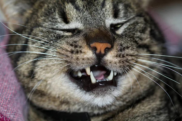 Sleepy Cat Felix Laying Lazy Couch — Fotografia de Stock