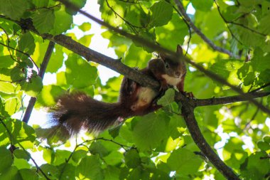 Fındık ağacından fındık toplamakla meşgul bir sincap.