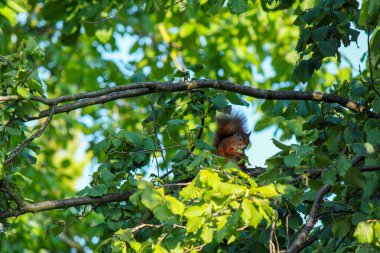 Fındık ağacından fındık toplamakla meşgul bir sincap.