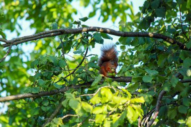 Fındık ağacından fındık toplamakla meşgul bir sincap.