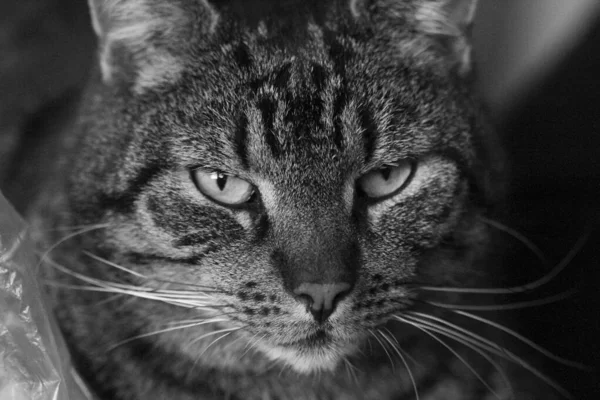 Beautiful Facial Expression Cat Felix — стоковое фото